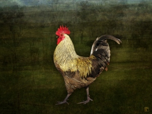 Strutting Rooster